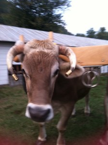 Moo or whatever I would say